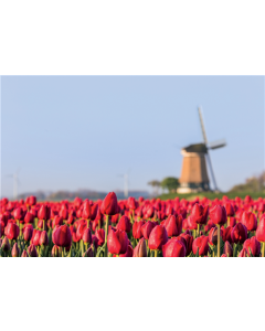 Foto en Lienzo 90x60x2 cm